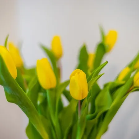 Zacisze Wawelofts Apartmán *